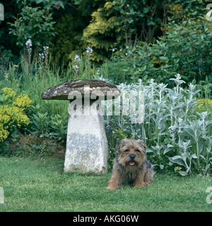 Yorkshire Terrier neben antiken Staddle Stein im Bauerngarten mit Stachys Lanata in der Grenze Stockfoto