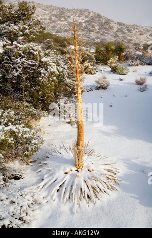 Schneebedeckte Mojave Yucca Kaktus Yucca Schidigera Anza Borrego Desert State Park Borrego Springs San Diego County Kalifornien Uni Stockfoto