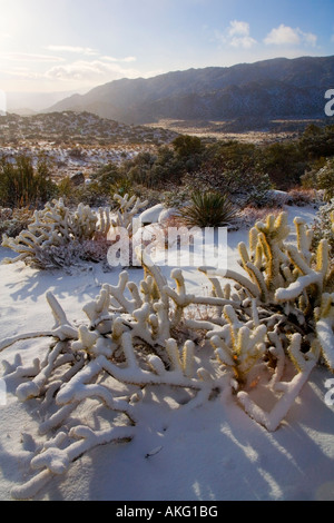 Schnee bedeckt Buckhorn Cholla Opuntia Acanthocarpa Anza Borrego Desert State Park Borrego Springs San Diego County in Kalifornien Stockfoto