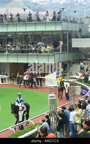 Pferd und Jockey zeigen, dass die Parade in Sha Tin Racecourse in Hongkong nur wenige Minuten, bevor das Rennen startet. Stockfoto
