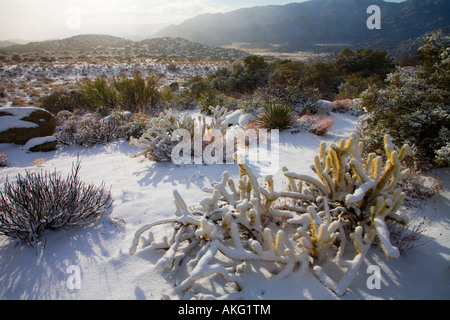 Schneelandschaft, Anza Borrego Desert State Park Borrego Springs San Diego County Kalifornien Vereinigte Staaten USA Stockfoto