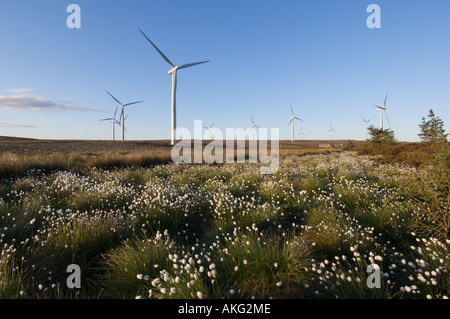 Wollgras mit Windkraftanlagen im Hintergrund, Schottland Stockfoto