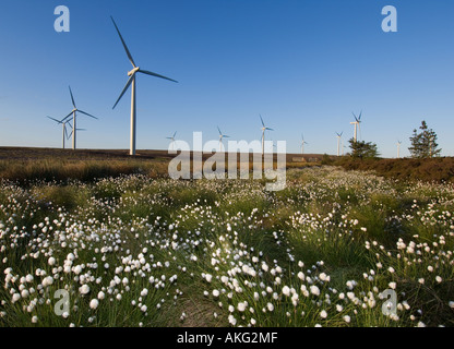 Wollgras mit Windkraftanlagen im Hintergrund, Schottland Stockfoto