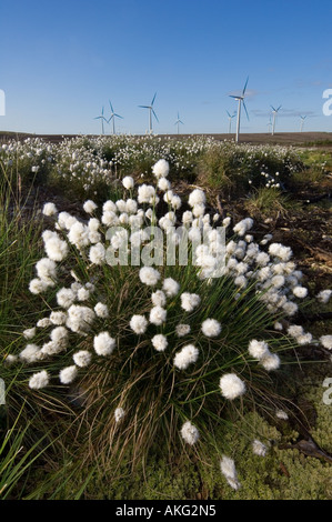 Wollgras mit Windkraftanlagen im Hintergrund, Schottland Stockfoto