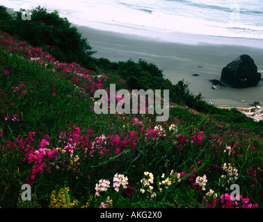 Wilde Sweetpeas Blüte auf den Klippen oberhalb des Seastacks der Oregon Küste in der Nähe von Brookings im südlichen Oregon Stockfoto