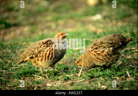 Männliche und weibliche Grey Partridge Fütterung auf Landzunge Norfolk UK Stockfoto