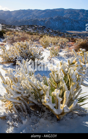 Schnee bedeckt Buckhorn Cholla Opuntia Acanthocarpa Anza Borrego Desert State Park Borrego Springs San Diego County in Kalifornien Stockfoto