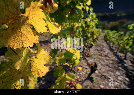 Goldene Weinberg im Herbst Höhnstedt Deutschland fallen Naturlandschaft Stockfoto