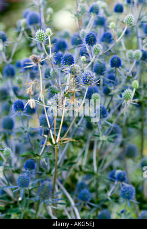 Echinops mit blau blühenden Köpfe Stockfoto