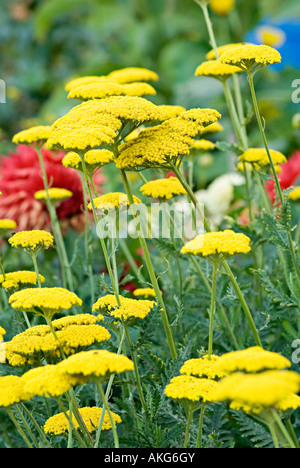 Achillia mit gelben Blütenstand Achilleas sind fröhlich Grenze Wildblumen und Steingarten Pflanzen mit abgeflachten Kopf in einen Bereich o Stockfoto