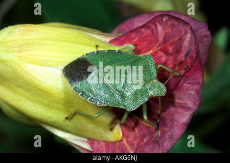 Schild Bug Palomena Prasina auf Nasturtion Blume. Stockfoto