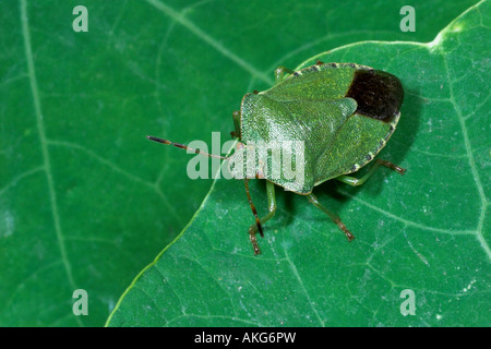Gemeinsamen Green Shield Bug Palomena Prasina auf Nasturtion Blatt. England Stockfoto