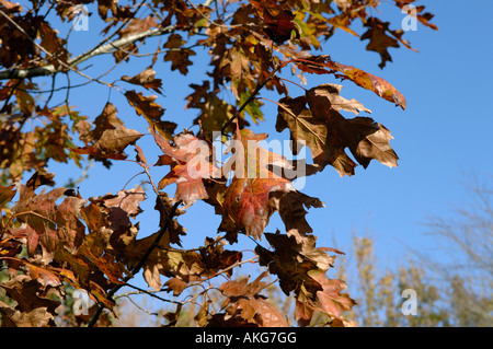 Nördliche Pin Eiche Quercus Ellipsoidalis roten Herbstlaub auf Zierbaum Stockfoto