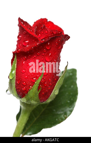 Rote Rose mit Wassertropfen Stockfoto