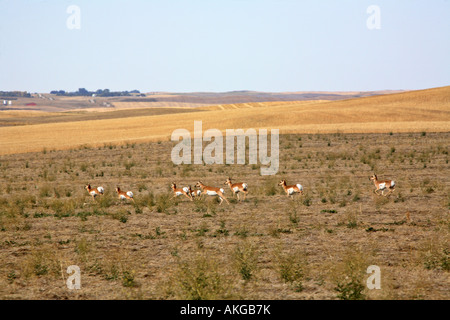 Kleine Herde von Antilopen in einem Saskatchewan Feld Stockfoto