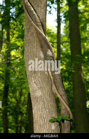 Stamm einer Sumpfzypresse (Taxodium Distichum) mit einer Ranke in Congaree-Nationalpark im US-Bundesstaat South Carolina Stockfoto