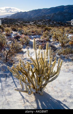 Schnee bedeckt Buckhorn Cholla Opuntia Acanthocarpa Anza Borrego Desert State Park Borrego Springs San Diego County in Kalifornien Stockfoto