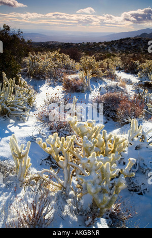 Schnee bedeckt Buckhorn Cholla Opuntia Acanthocarpa Anza Borrego Desert State Park Borrego Springs San Diego County in Kalifornien Stockfoto