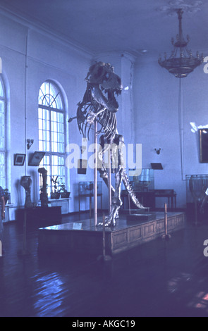 Tyrannosaurus Rex Dinosaurier Skelett stehend in einem Museum der 1960er Jahre Stockfoto