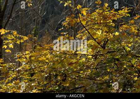 Sonnenlicht durch den Herbst gefärbte Blätter von Feld Ahorn Acer campestre Stockfoto