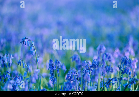 Nahaufnahme eine komprimierten Perspektive der Glockenblumen in Kentish woodland Stockfoto