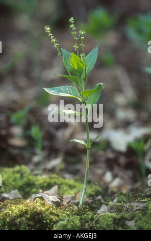 Dog's Mercury Mercurialis Perennis Nahaufnahme von einer einzigen Pflanze Blume, Potteric Carr, Doncaster, South Yorkshire Stockfoto