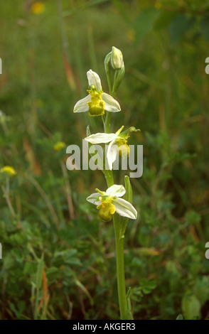Biene Orchidee Ophrys Apifera Chlorantha Nahaufnahme von weißen Phase Pflanze in Blüte, Maltby Low Common, South Yorkshire, England Stockfoto