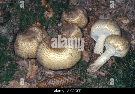 der Prinz (Agaricus Augustus), Fruchtkörper am Wald Boden, Deutschland, Rheinland-Pfalz Stockfoto