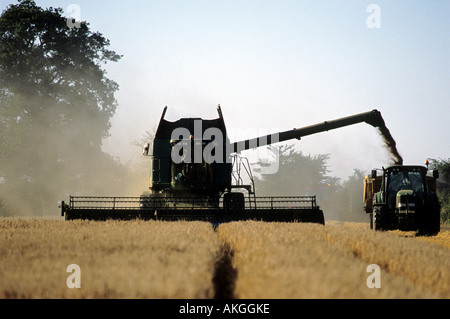 Weizen Ernte, Broomswell, Suffolk, UK. Stockfoto