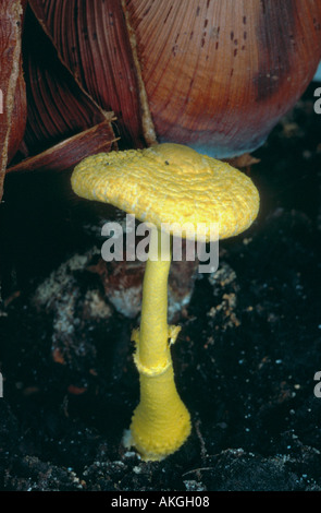 überflüßiges Dapperling (Leucocoprinus Birnbaumii, Leucocoprinus Luteus), einzelne Fruchtkörper in einem Gewächshaus, Deutschland, North Rhin Stockfoto