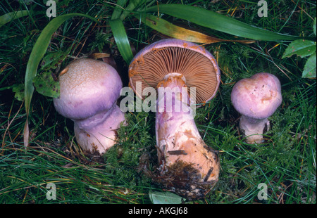 Blähungen-Raukopfes (Cortinarius Traganus), drei Fruchtkörper zwischen Moos Stockfoto