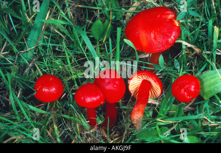 scharlachroten Waxcap (Hygrocybe Coccinea), Gruppe zwischen Gräsern, Deutschland, Hessen, Cassel Stockfoto