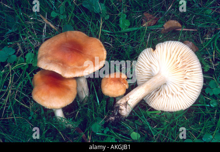 Wiese Waxcap (Hygrocybe Pratensis, Camarophyllus Pratensis), vier Fruchtkörper auf einer Wiese, Deutschland, Hessen, Cassel Stockfoto