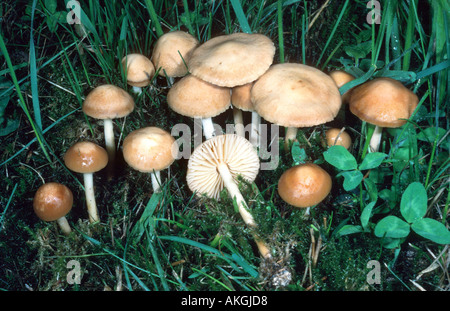 Fairy Ring Champignon (Marasmius Oreades), Gruppe auf Wiese, Deutschland, Hessen, Cassel Stockfoto