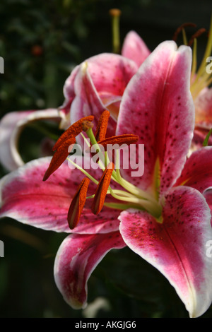 LILIUM STAR GAZER. LILY Stockfoto