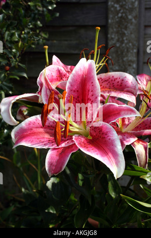 LILIUM STAR GAZER. LILY Stockfoto