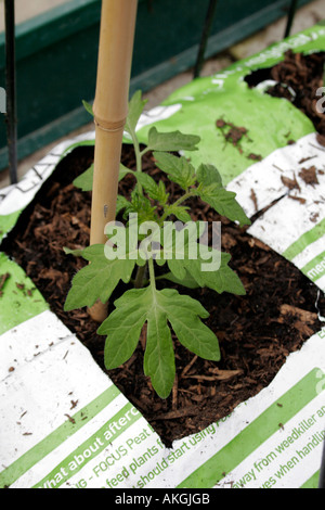 LYCOPERSICON ESCULENTUM. Tomate. MONEYMAKER. Junge Pflanzen wachsen in einem GROWBAG. Stockfoto