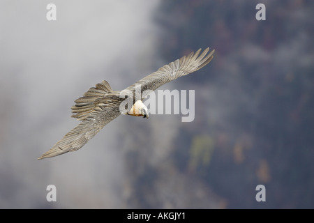 Adulten Bartgeier fliegt über die Berge in den spanischen Pyrenäen 4 Stockfoto