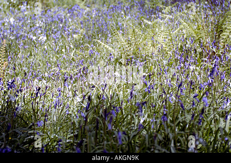 ein Wald voller Blüte blaue Glocken im Vereinigten Königreich Stockfoto