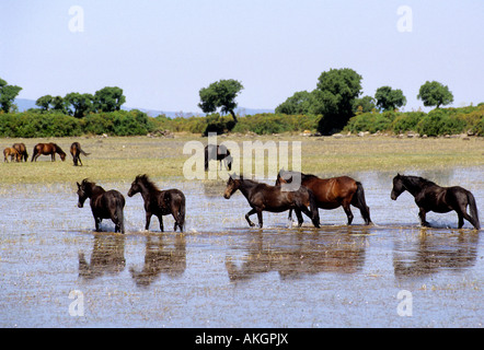 Cavallini della Giara, basaltischen Hochebene Giara di Gesturi, Marmilla, Sardinien, Italien Stockfoto