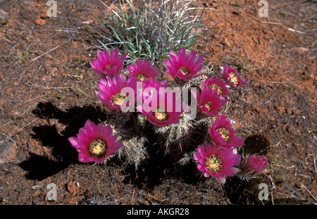 Erdbeere Igel Kakteen Echinocereus Enneacanthus Oak Creek Canyon Arizona USA Stockfoto