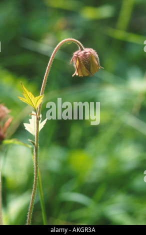 Wasser Avens Geum rivale Stockfoto