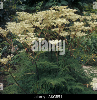 Blume Cambridge Milch Petersilie Engelwurze carvifolia Stockfoto