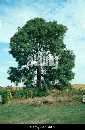 Gemeinsamen Esche Fraxinus Excelsior In voller Blatt Stockfoto