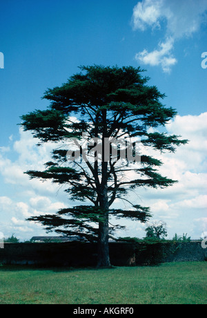 Baum-Libanon-Zeder Cedrus Libani S Stockfoto