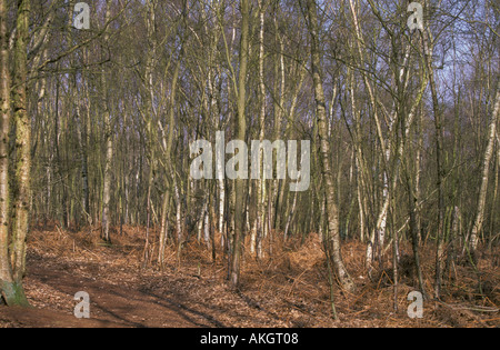 Birke Betula Pendel Wald Suffolk England im winter Stockfoto