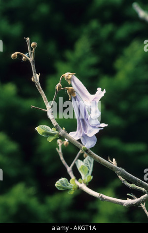 Fingerhut Baum Paulownia Tomentosa Nahaufnahme von Zweig mit Blüten Stockfoto