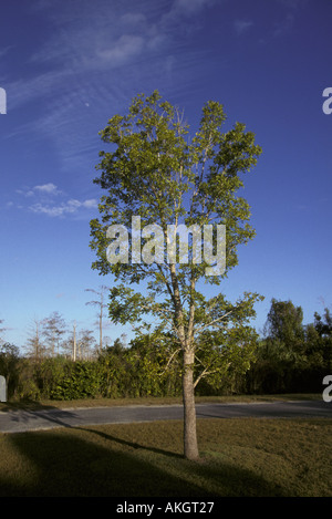 Mahagoni Baum Swietenia mahagoni Stockfoto