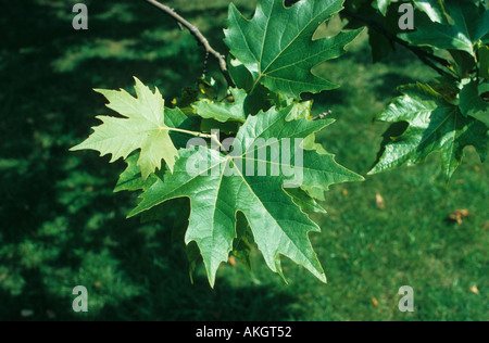 Baum Ebene London Platanus Hispanica Nahaufnahme der Blätter am Zweig Stockfoto