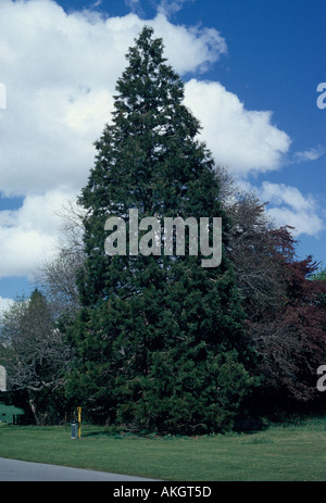 Gemeine Fichte Picea Abies nahe Straße Wurf Lagerplatz S Stockfoto